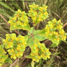 Attēlu rezultāti vaicājumam “Euphorbia virgata flower”