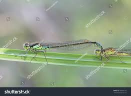 Attēlu rezultāti vaicājumam “Coenagrion armatum”