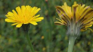 Attēlu rezultāti vaicājumam “Hypochaeris radicata fruit”