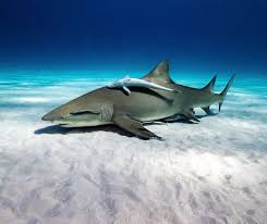 Image result for Negaprion brevirostris