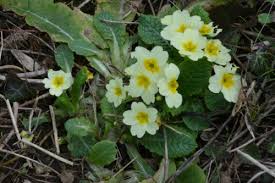 Attēlu rezultāti vaicājumam “Primulaceae”