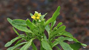 Attēlu rezultāti vaicājumam “Ranunculus sceleratus fruit”