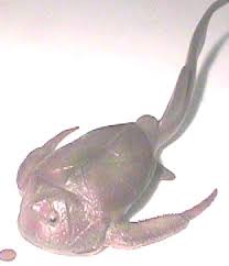 Attēlu rezultāti vaicājumam “Placodermi”