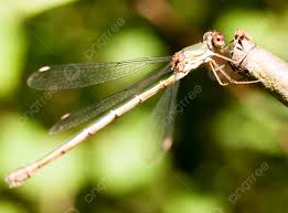 Attēlu rezultāti vaicājumam “Chalcolestes viridis”