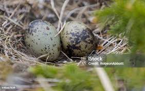 Attēlu rezultāti vaicājumam “Gallinago gallinago eggs”