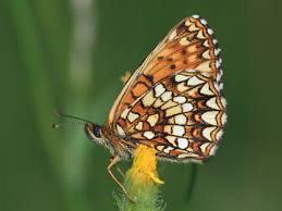 Attēlu rezultāti vaicājumam “Melitaea diamina underside”
