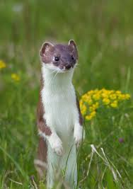 Attēlu rezultāti vaicājumam “Mustela nivalis”