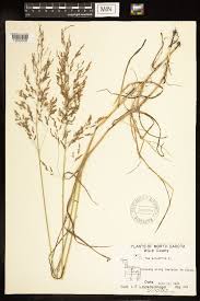 Attēlu rezultāti vaicājumam “Poa palustris”