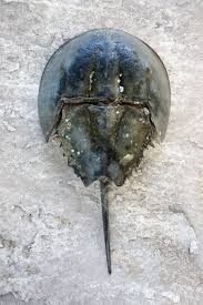 Image result for Limulus polyphemus