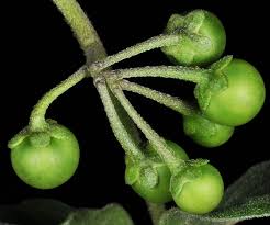 Attēlu rezultāti vaicājumam “Solanum nigrum”