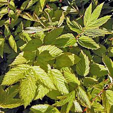 Attēlu rezultāti vaicājumam “Filipendula ulmaria  leaf”
