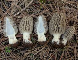 Attēlu rezultāti vaicājumam “Morchella sp.”