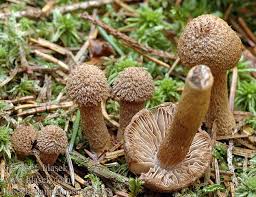 Attēlu rezultāti vaicājumam “Inocybe lanuginosa”