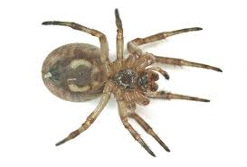 Attēlu rezultāti vaicājumam “Larinioides cornutus female”