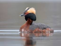 Image result for Podiceps auritus