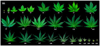 Attēlu rezultāti vaicājumam “Cannabis sativa leaf”