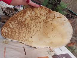 Attēlu rezultāti vaicājumam “Fomitopsis pinicola”