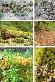 Attēlu rezultāti vaicājumam “Diderma deplanatum spores”