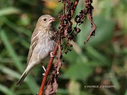 Attēlu rezultāti vaicājumam “Carpodacus erythrinus adult”