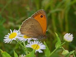 Attēlu rezultāti vaicājumam “Maniola jurtina male”