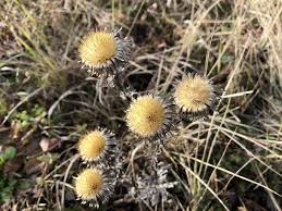 Attēlu rezultāti vaicājumam “Carlina vulgaris flower”