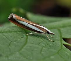 Attēlu rezultāti vaicājumam “Catoptria margaritella”