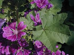 Image result for Malva sylvestris var. mauritiana