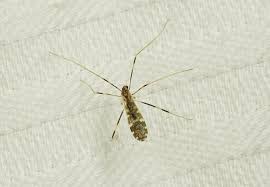 Attēlu rezultāti vaicājumam “Limoniidae”