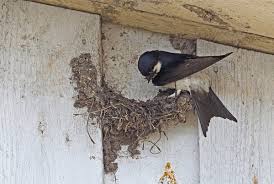 Attēlu rezultāti vaicājumam “Delichon urbicum adult”