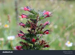 Attēlu rezultāti vaicājumam “Cynoglossum officinale flower”