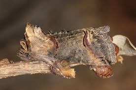 Attēlu rezultāti vaicājumam “Abrostola triplasia”