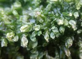 Attēlu rezultāti vaicājumam “Lophocolea bidentata”