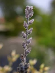 Attēlu rezultāti vaicājumam “Myosotis stricta”