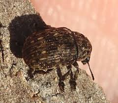 Attēlu rezultāti vaicājumam “Anthribus nebulosus”