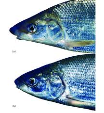 Image result for Coregonus oxyrinchus