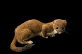 Attēlu rezultāti vaicājumam “Mustela erminea”