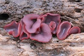 Attēlu rezultāti vaicājumam “Ascocoryne cylichnium”