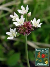 Attēlu rezultāti vaicājumam “Amarillidaceae”