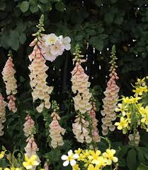 Attēlu rezultāti vaicājumam “Digitalis purpurea”