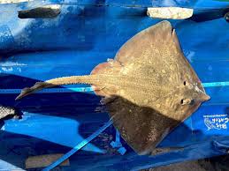 Image result for Raja straeleni