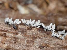 Attēlu rezultāti vaicājumam “Arcyria cinerea”