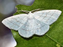 Attēlu rezultāti vaicājumam “Cabera pusaria male”