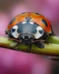 Attēlu rezultāti vaicājumam “Anatis ocellata”