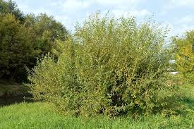 Attēlu rezultāti vaicājumam “Salix triandra”