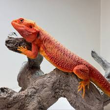 Attēlu rezultāti vaicājumam “Polypogon tentacularius male”