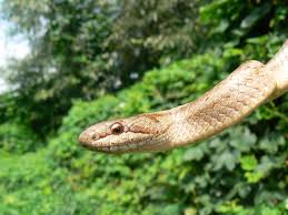 Attēlu rezultāti vaicājumam “Coronella austriaca”