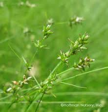 Attēlu rezultāti vaicājumam “Carex appropinquata leaf”