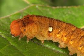 Attēlu rezultāti vaicājumam “Habrosyne pyritoides”