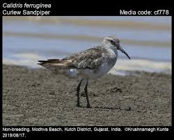 Attēlu rezultāti vaicājumam “Calidris ferruginea”
