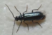 Attēlu rezultāti vaicājumam “Dasytes caeruleus”